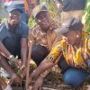 Journée nationale de l’arbre dans le Mono : Plusieurs plants mis en terre par le préfet Milohin et l’administration communale de Houéyogbé